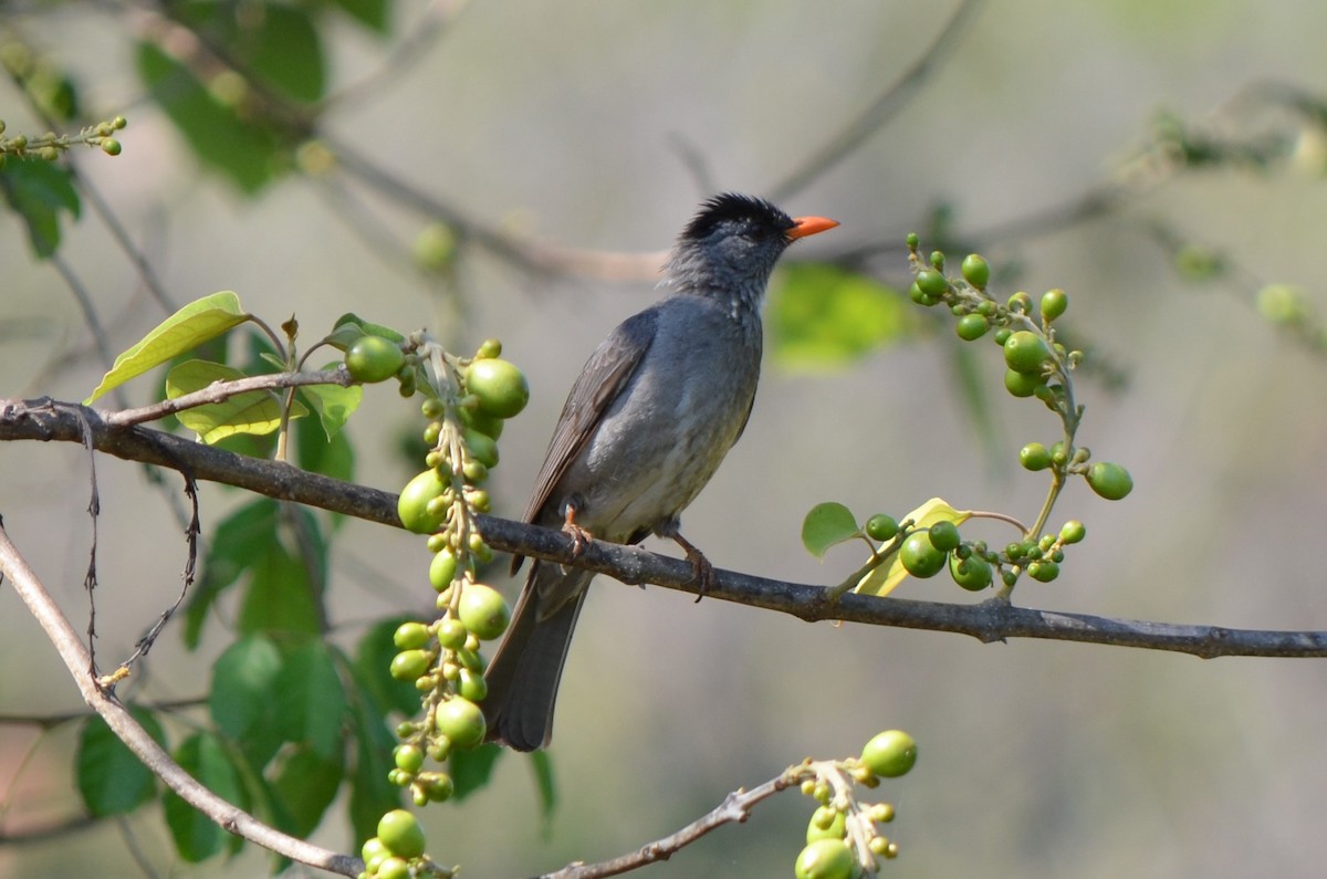 Malagasy Bulbul - ML624227381