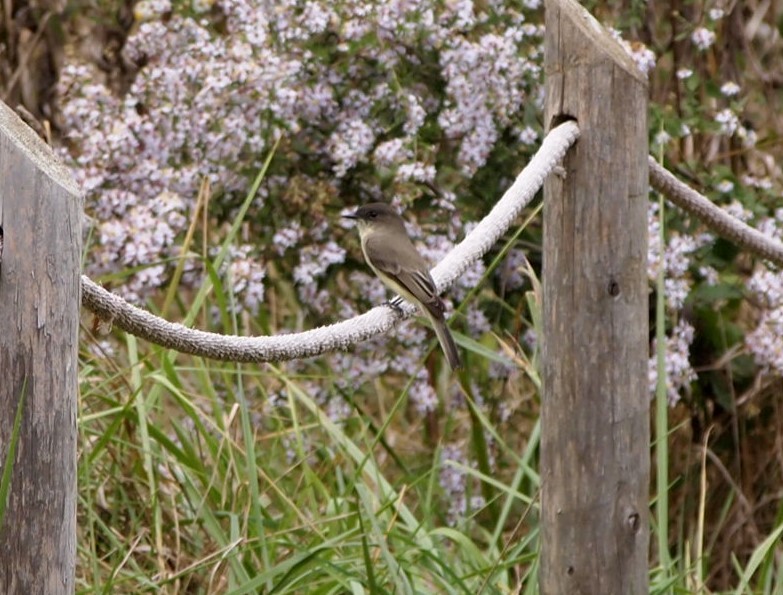 Eastern Phoebe - ML624227382