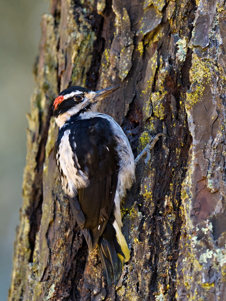 セジロアカゲラ - ML624227398