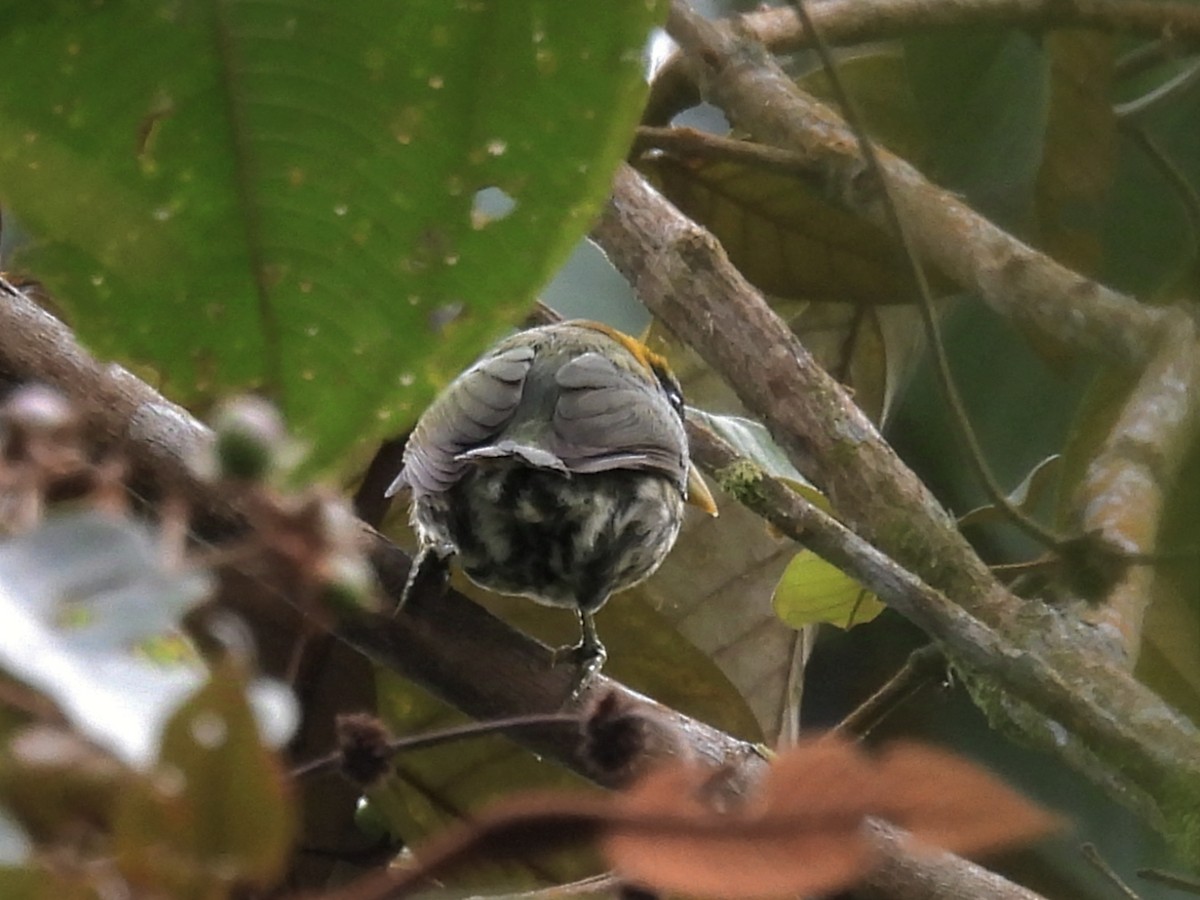 Red-headed Barbet - ML624227399