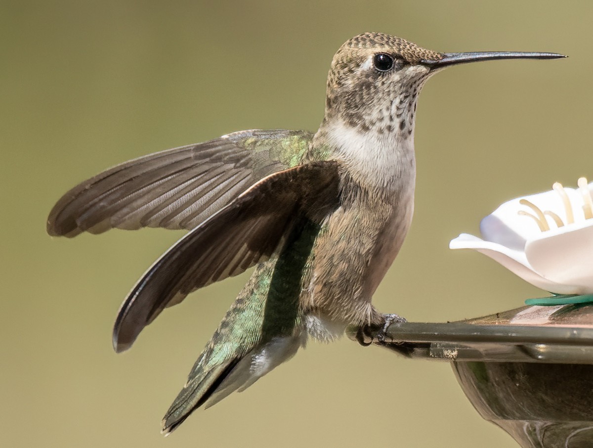 Broad-tailed Hummingbird - ML624227413