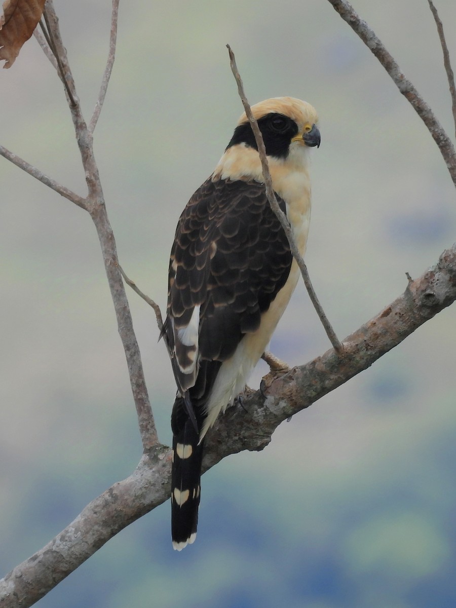 Laughing Falcon - ML624227414