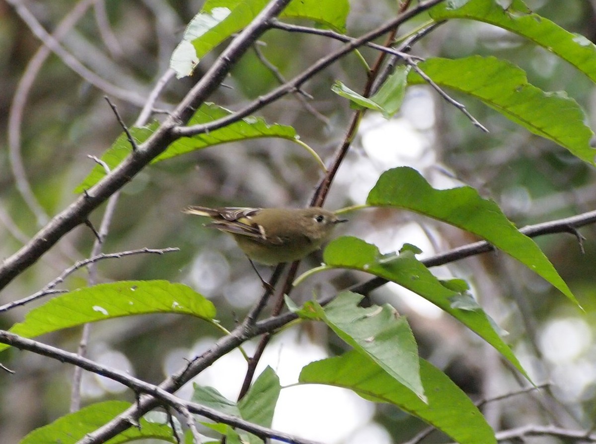 Roitelet à couronne rubis - ML624227417