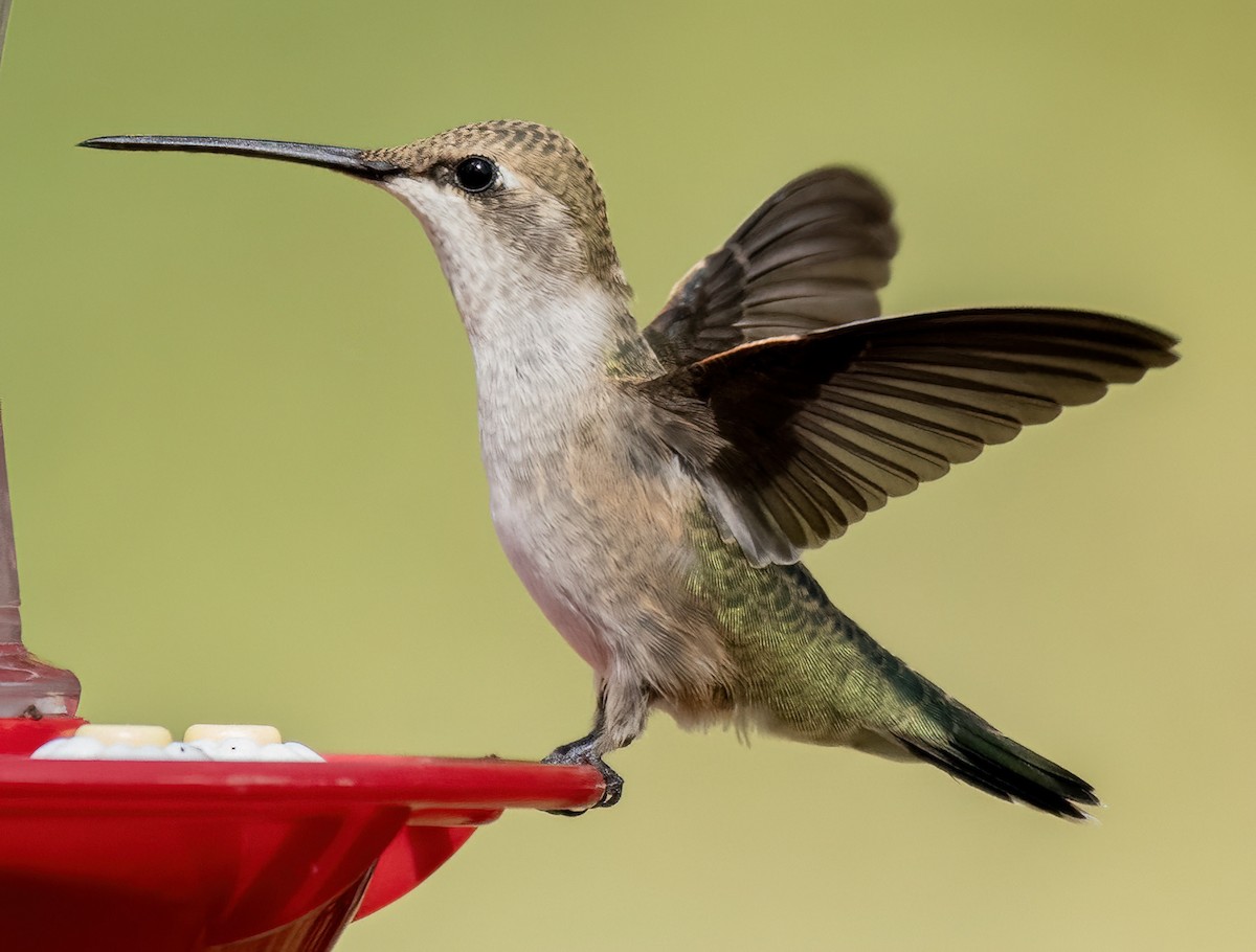 Black-chinned Hummingbird - Jim Ward