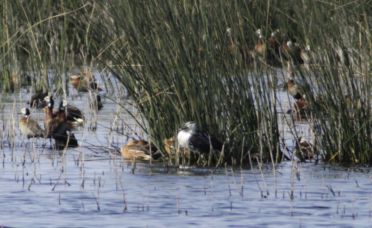 Canard sylvicole - ML624227430