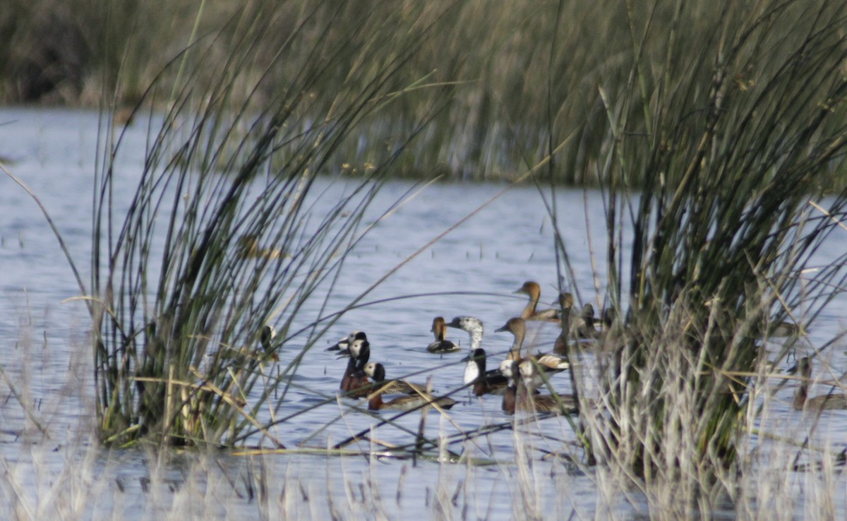 Canard sylvicole - ML624227432