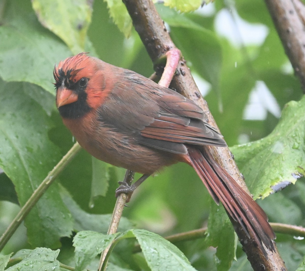 Cardinal rouge - ML624227436