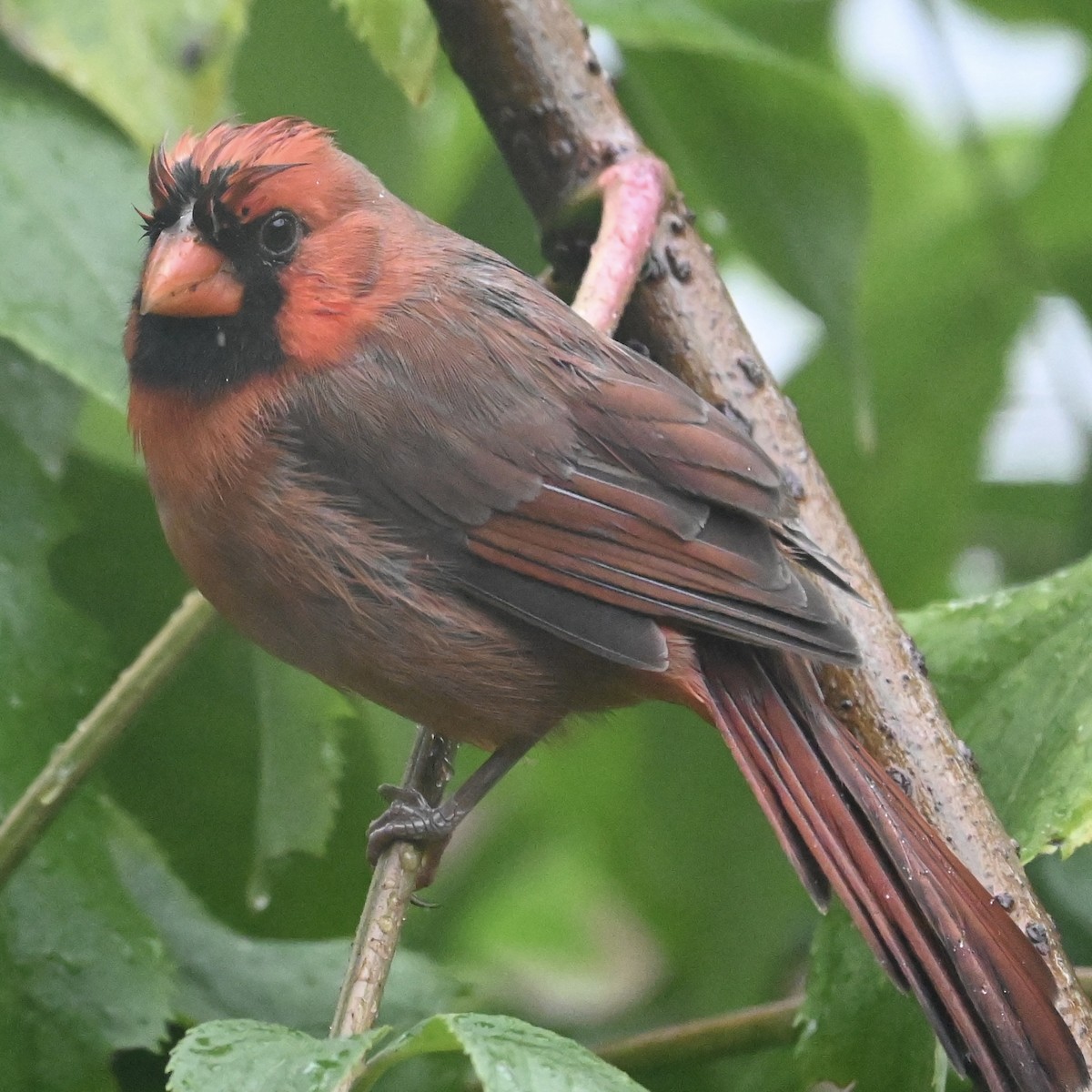 Northern Cardinal - ML624227437