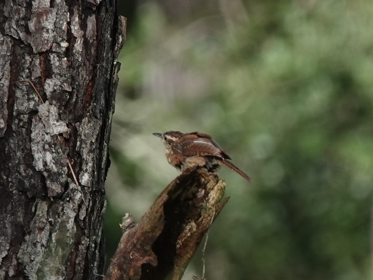 Carolina Wren - ML624227440