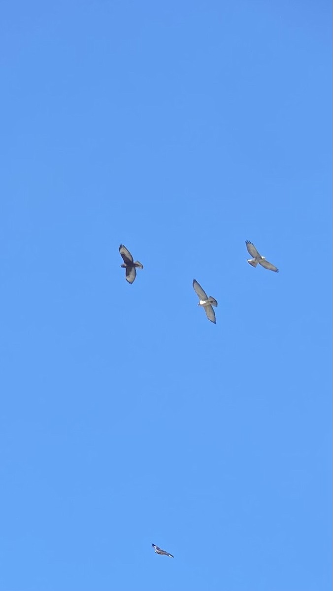 Broad-winged Hawk - ML624227441