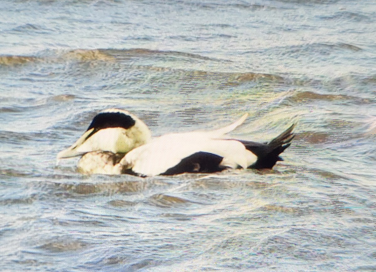 Common Eider - ML624227444