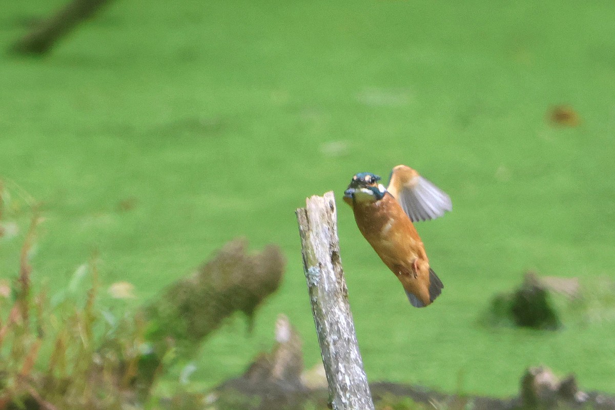 Common Kingfisher - ML624227450