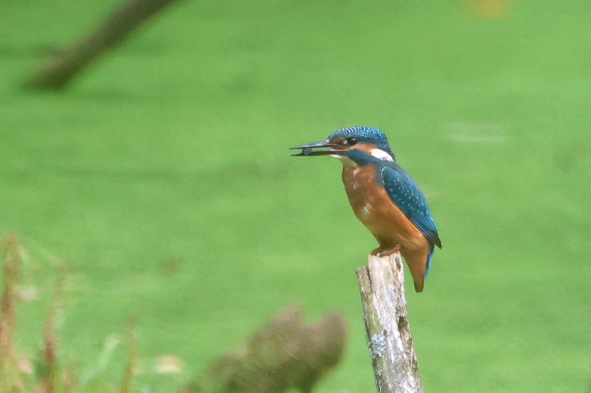 Common Kingfisher - ML624227451