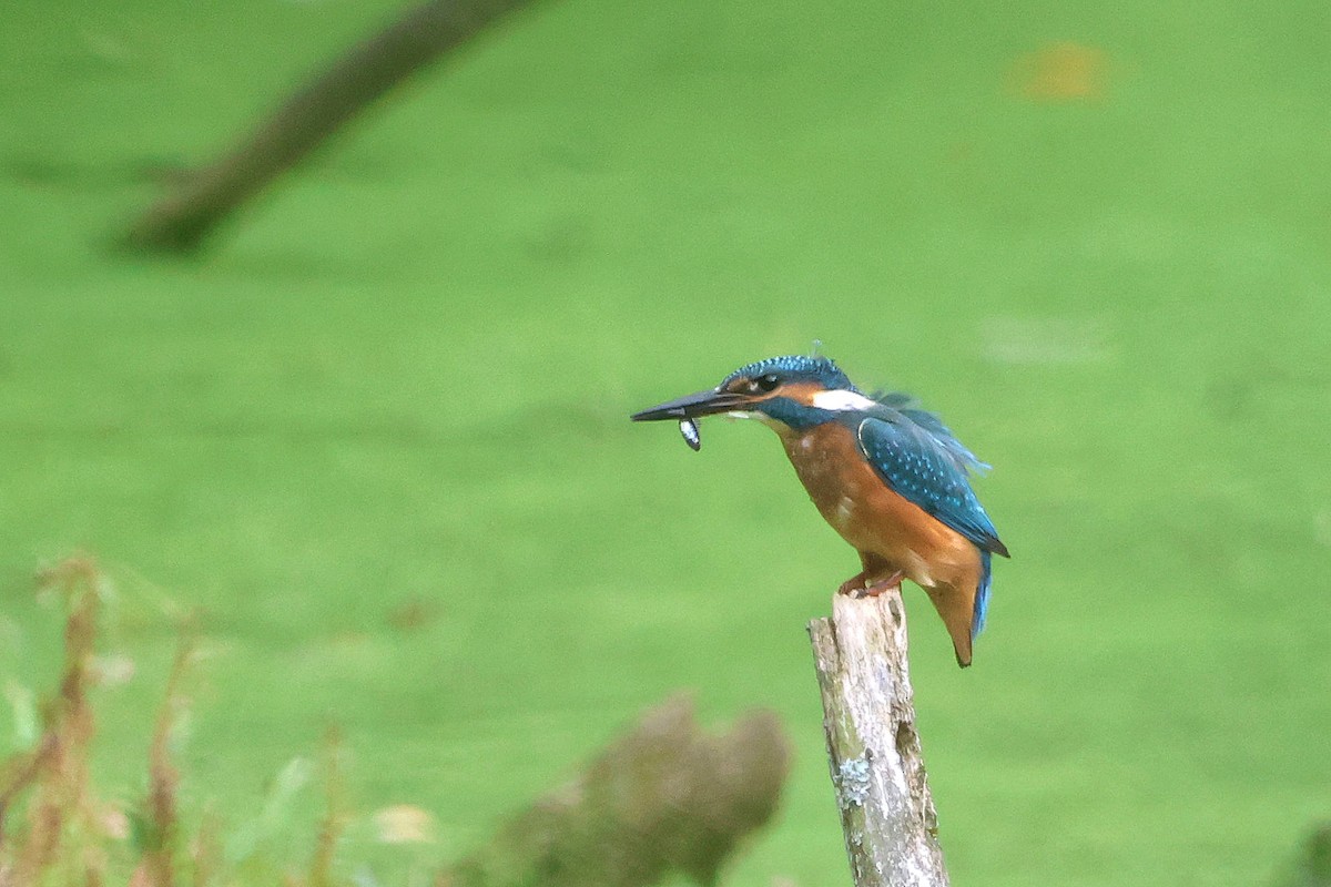 Common Kingfisher - ML624227452