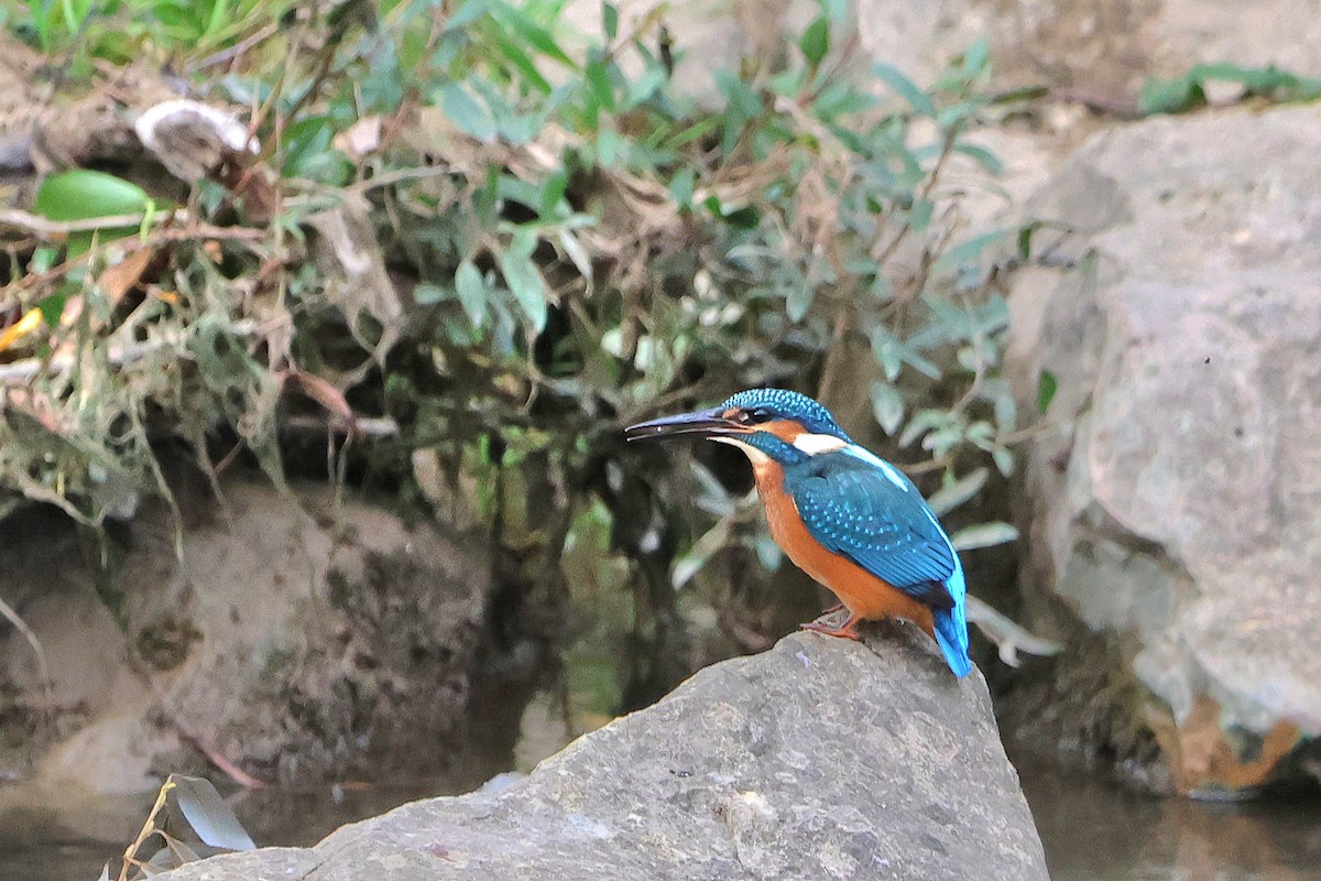 Common Kingfisher - ML624227453