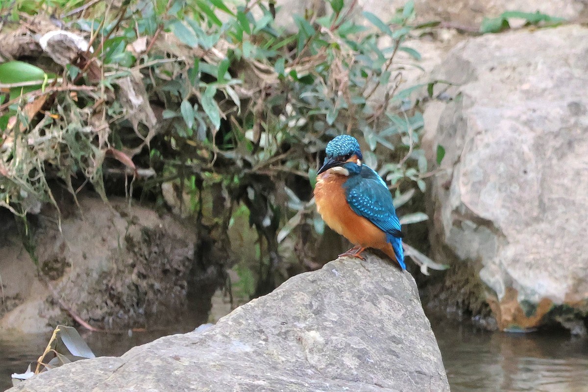 Common Kingfisher - ML624227454