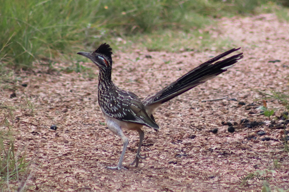 Greater Roadrunner - ML624227460