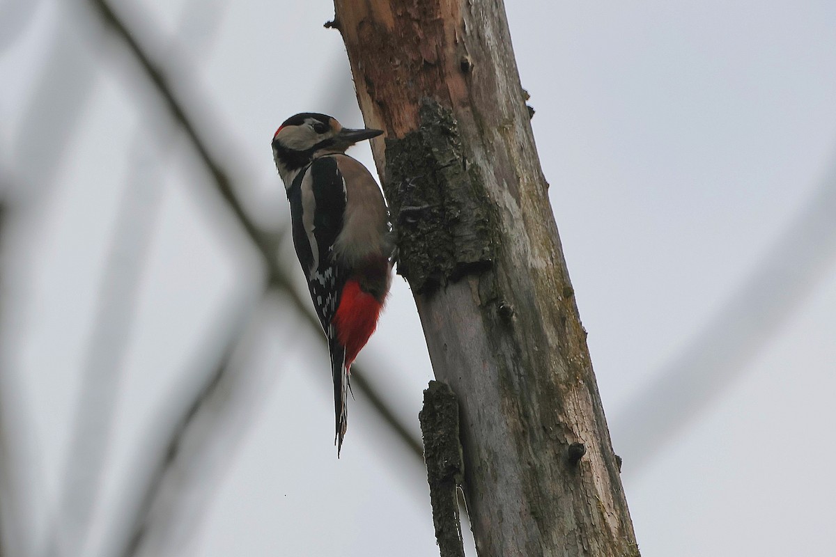 Great Spotted Woodpecker - ML624227465