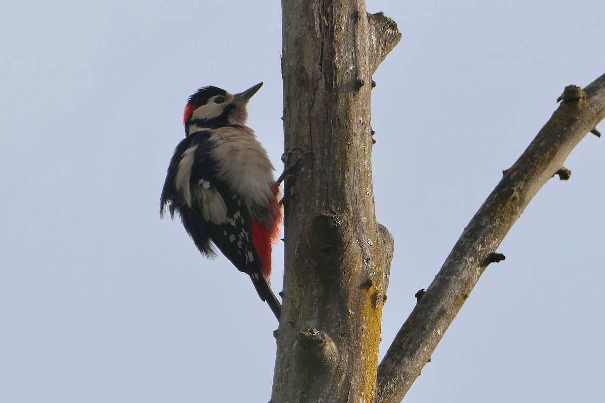 Great Spotted Woodpecker - ML624227466