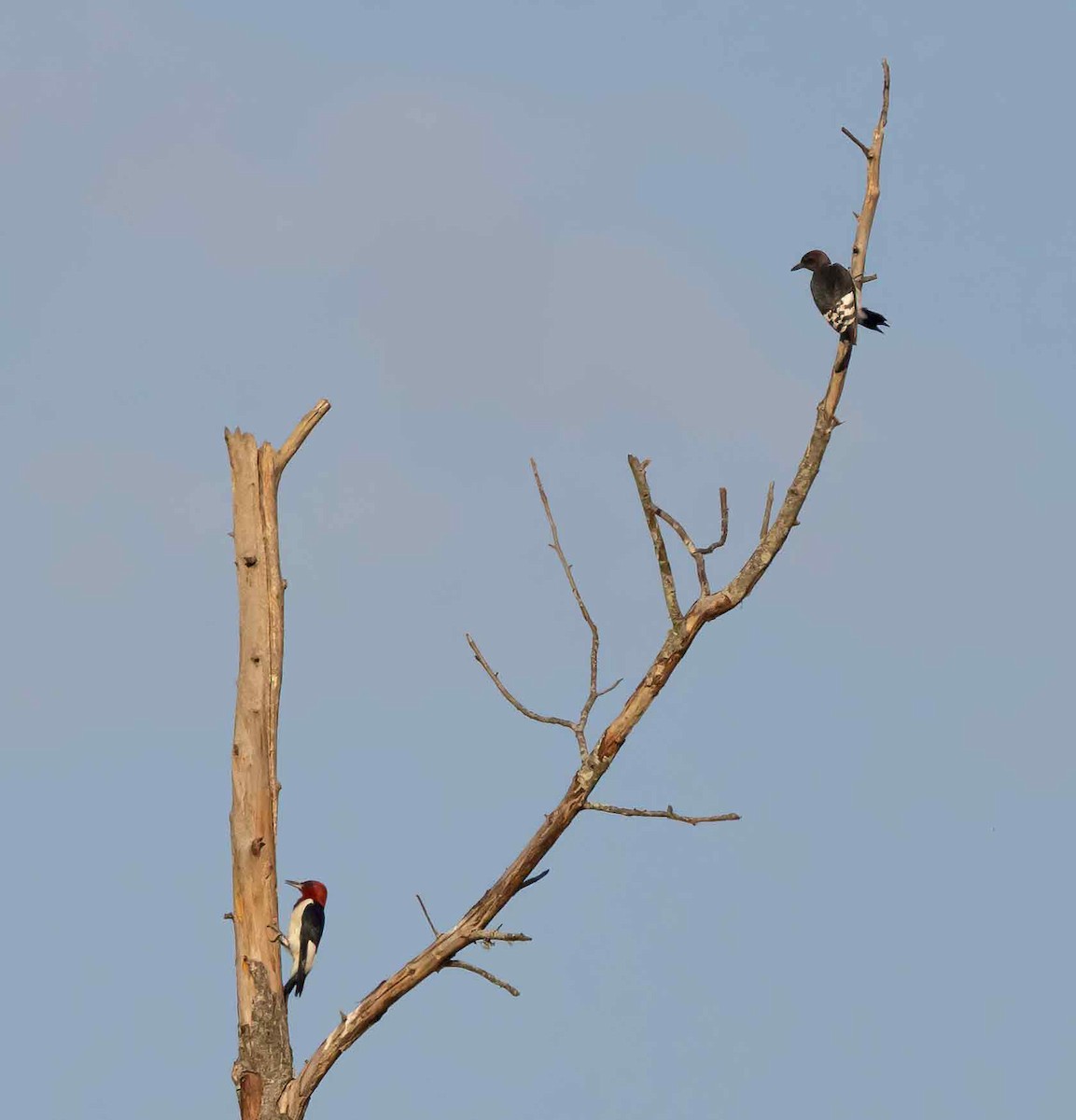 Red-headed Woodpecker - ML624227478