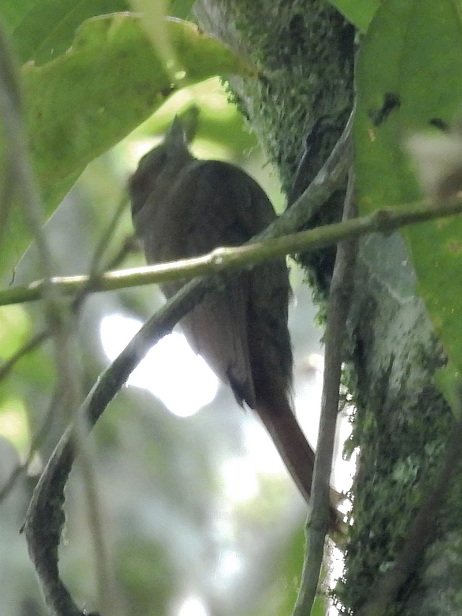 Wedge-billed Woodcreeper - ML624227487