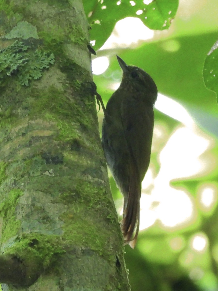 Wedge-billed Woodcreeper - ML624227488