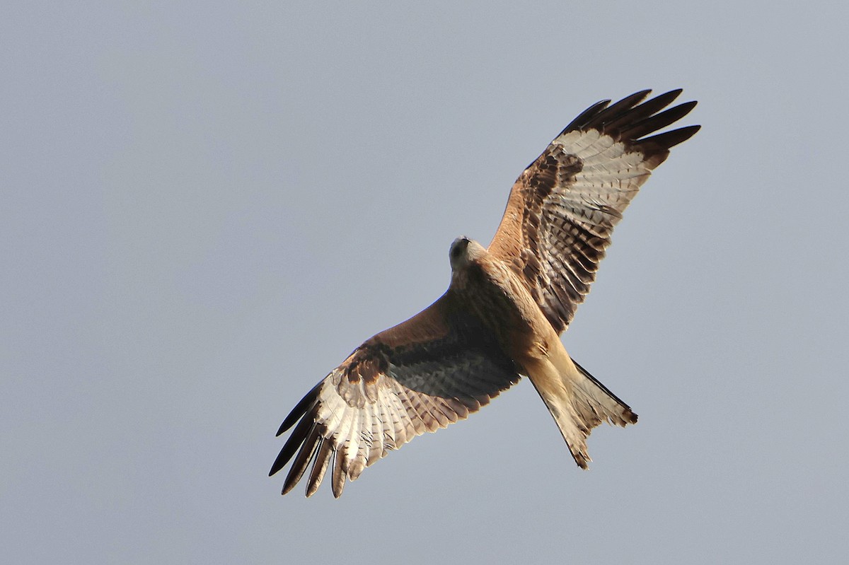 Red Kite - ML624227492