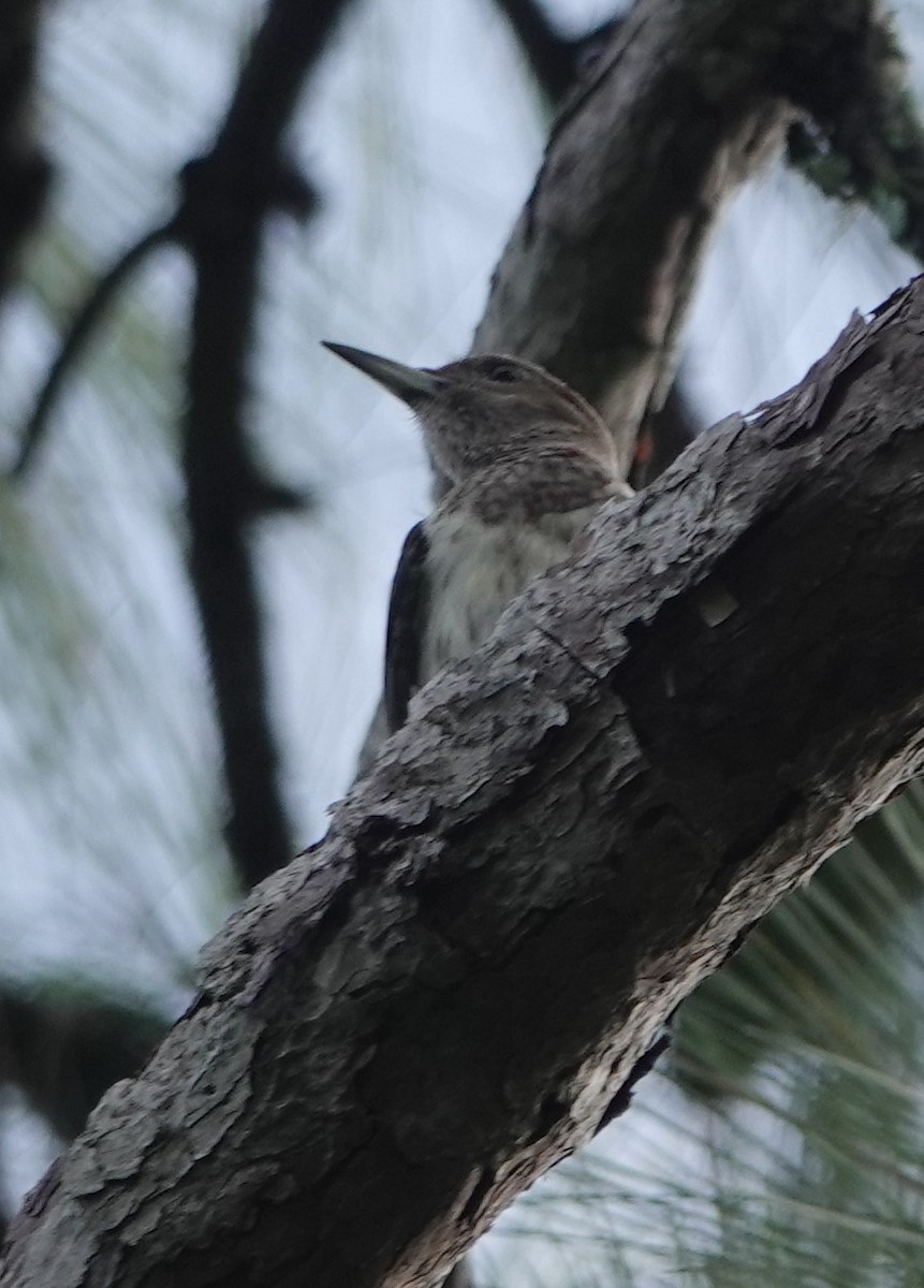 Red-headed Woodpecker - ML624227503