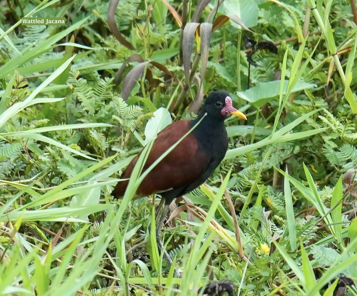 Jacana Suramericana - ML624227509