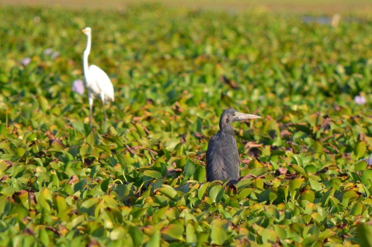 Humblot's Heron - ML624227513