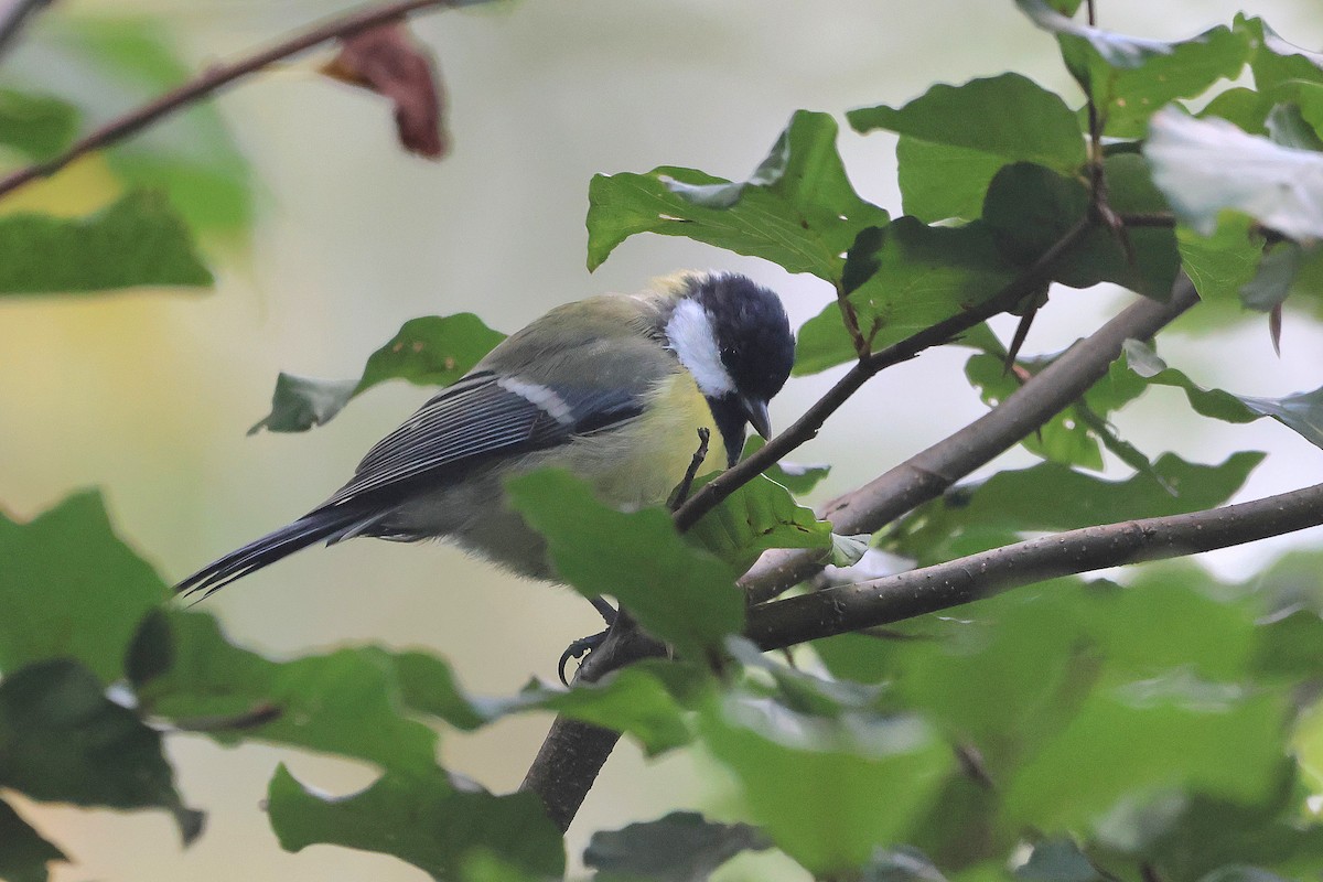 Great Tit - ML624227516