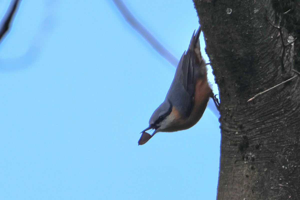 Eurasian Nuthatch - Kai Wess