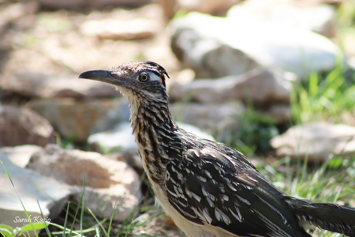 Greater Roadrunner - ML624227521