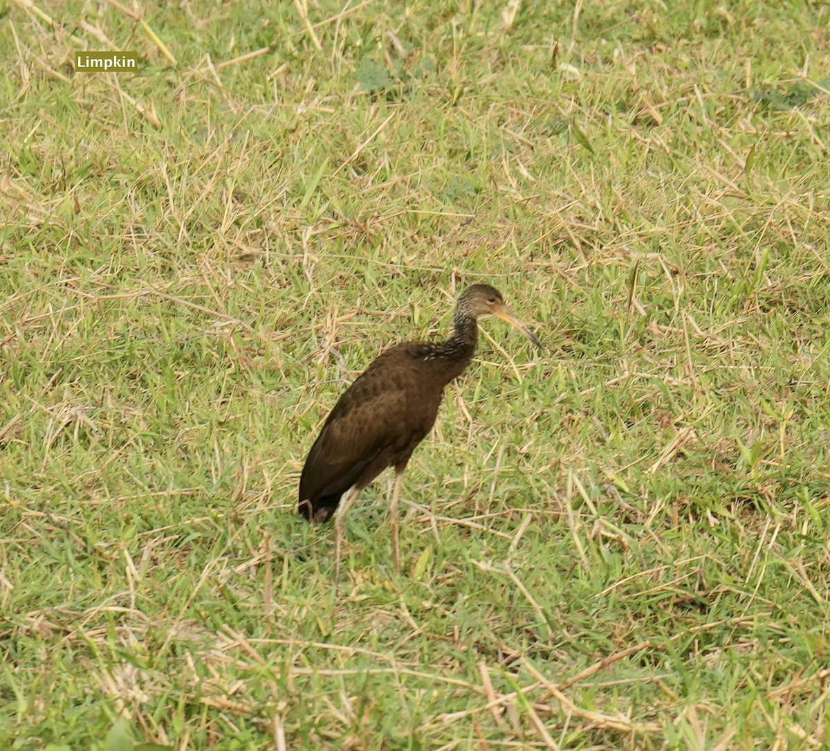 Limpkin - ML624227523