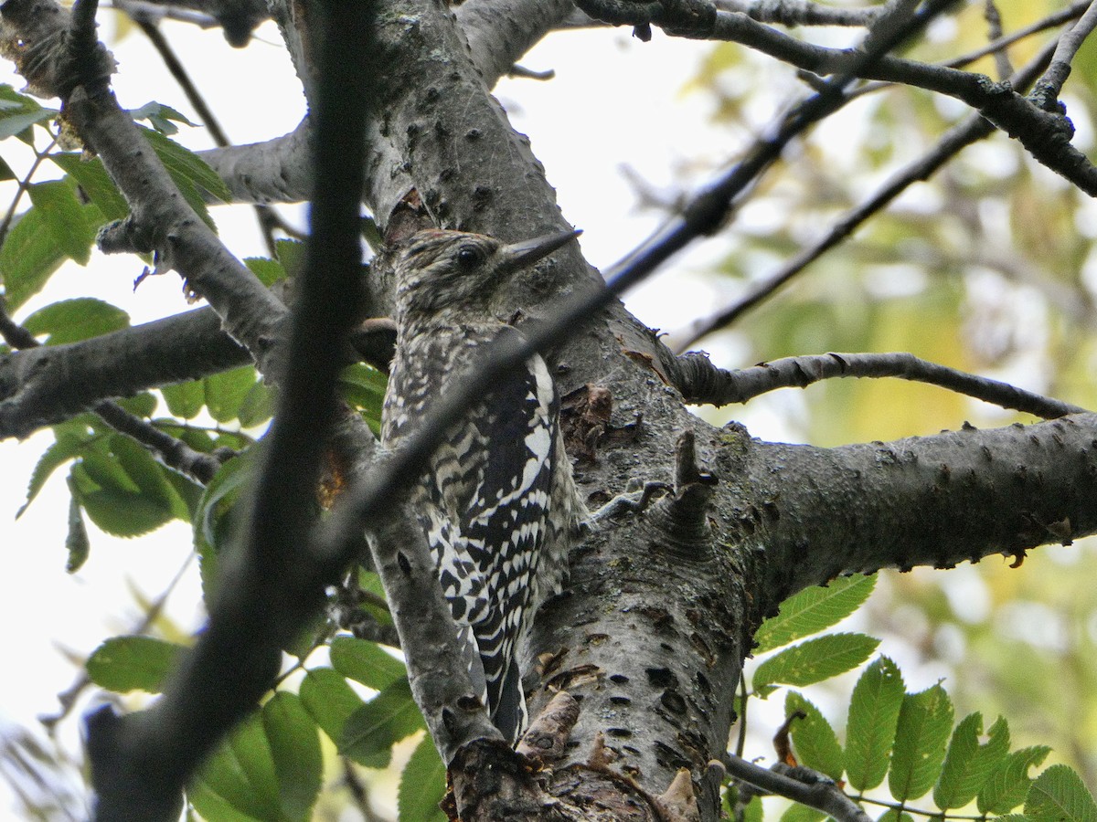 Yellow-bellied Sapsucker - ML624227524