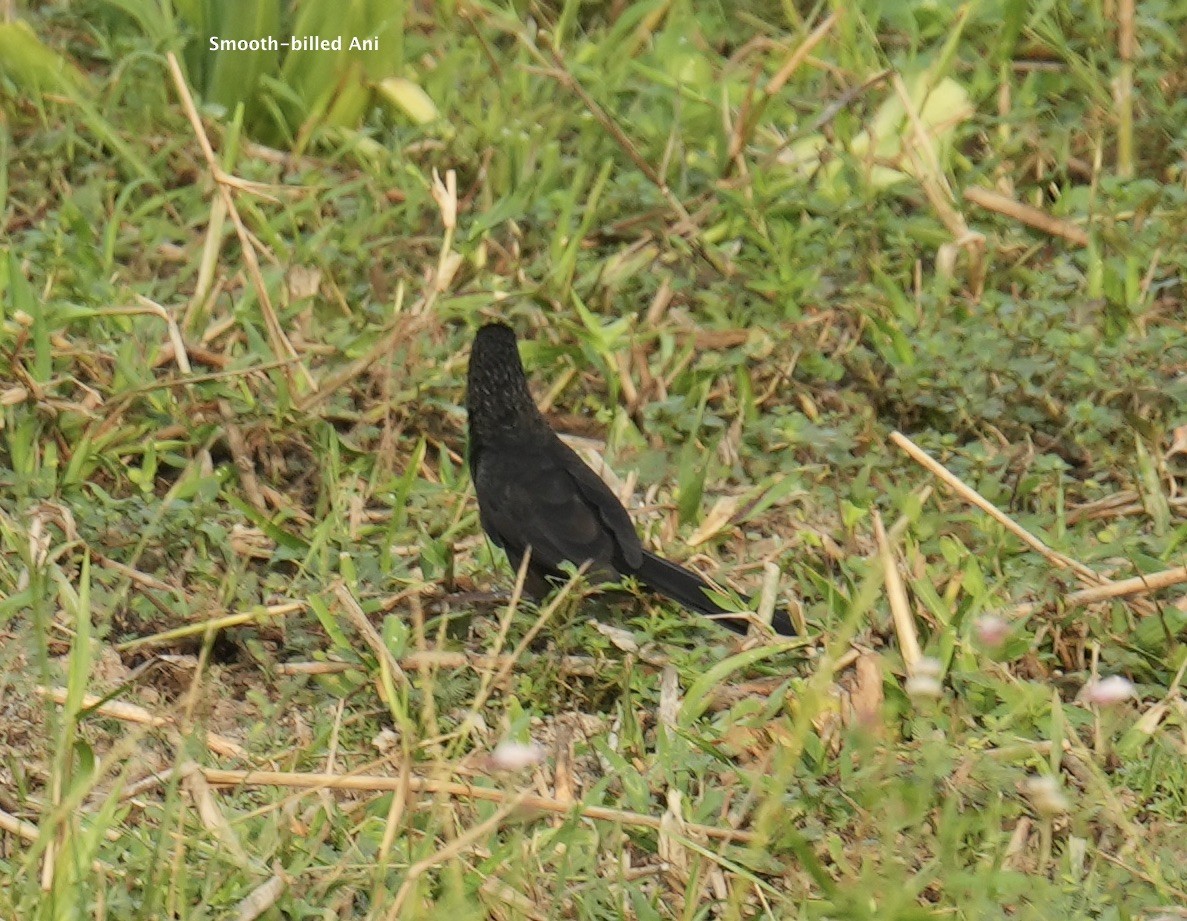 Smooth-billed Ani - ML624227526