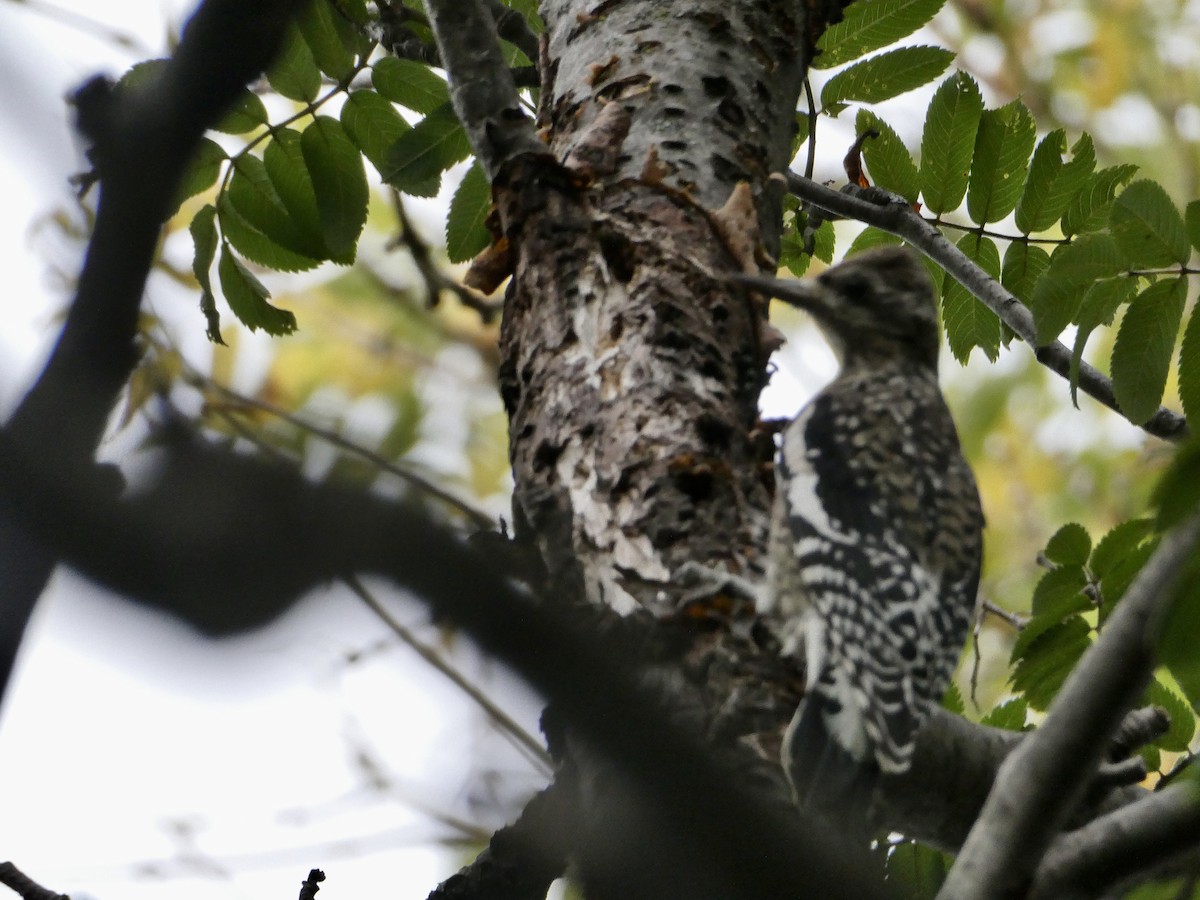 Yellow-bellied Sapsucker - ML624227530