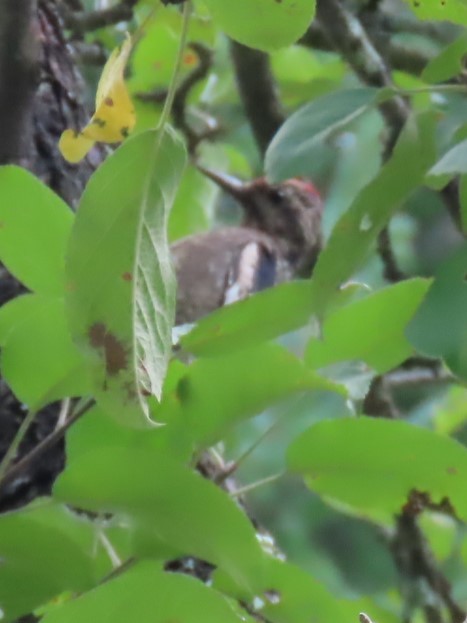 Yellow-bellied Sapsucker - ML624227532