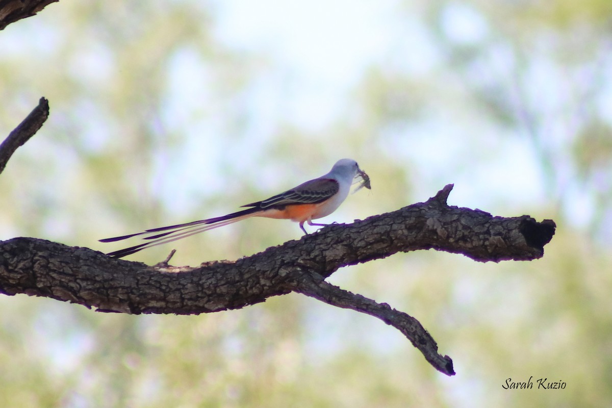 Scissor-tailed Flycatcher - ML624227533