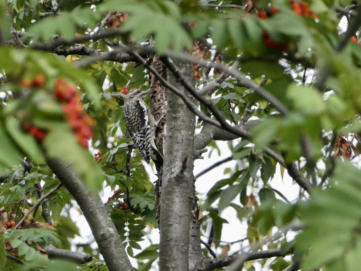 Yellow-bellied Sapsucker - ML624227534