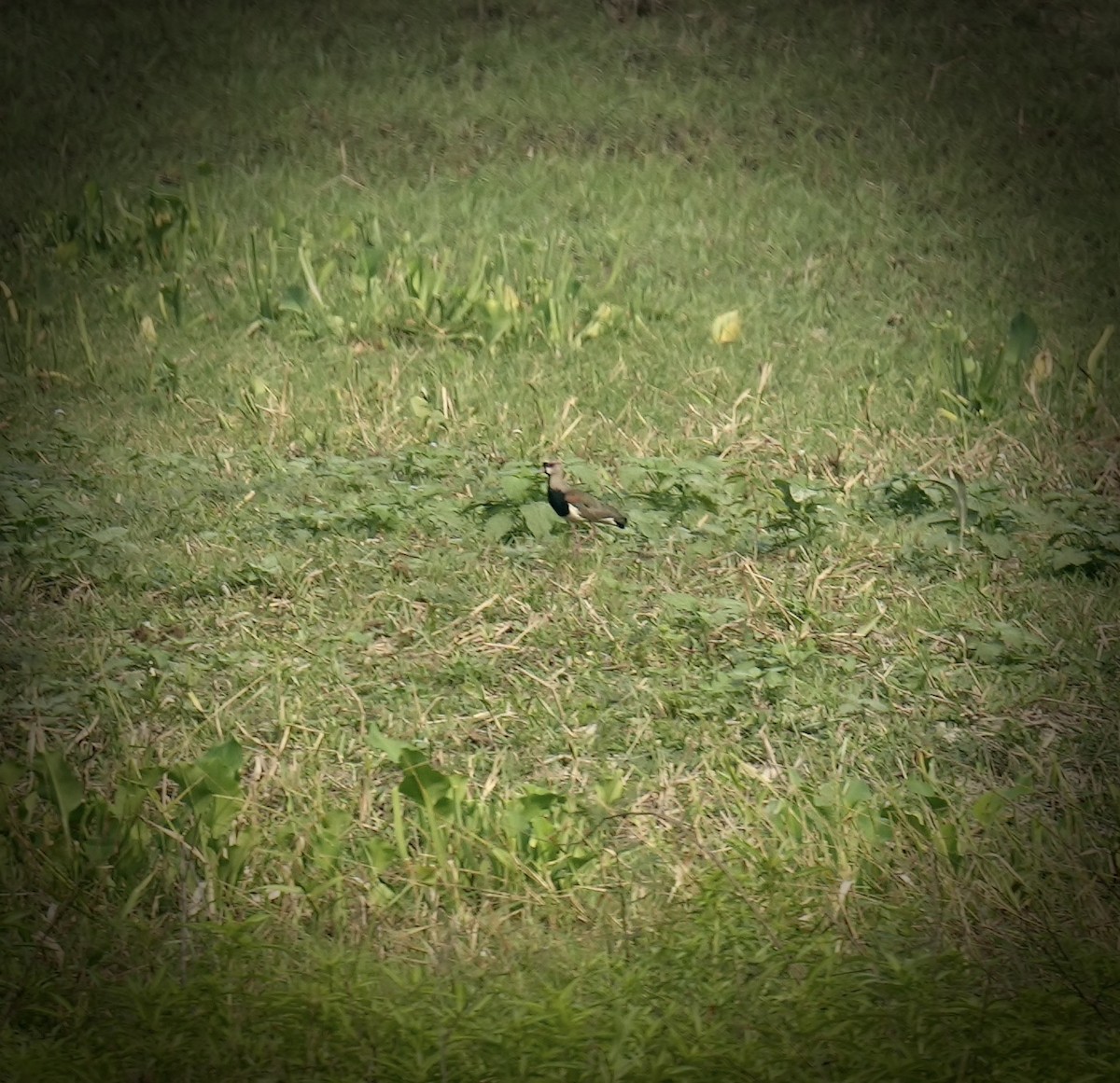 Southern Lapwing - ML624227535