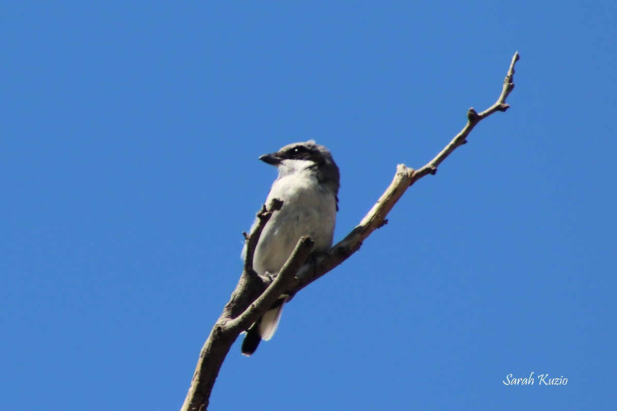 Pie-grièche migratrice - ML624227538