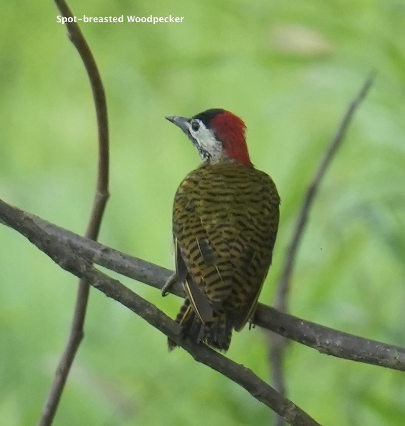 Spot-breasted Woodpecker - ML624227539