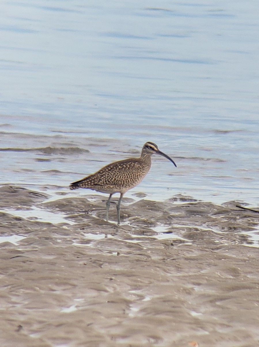 Whimbrel - ML624227540