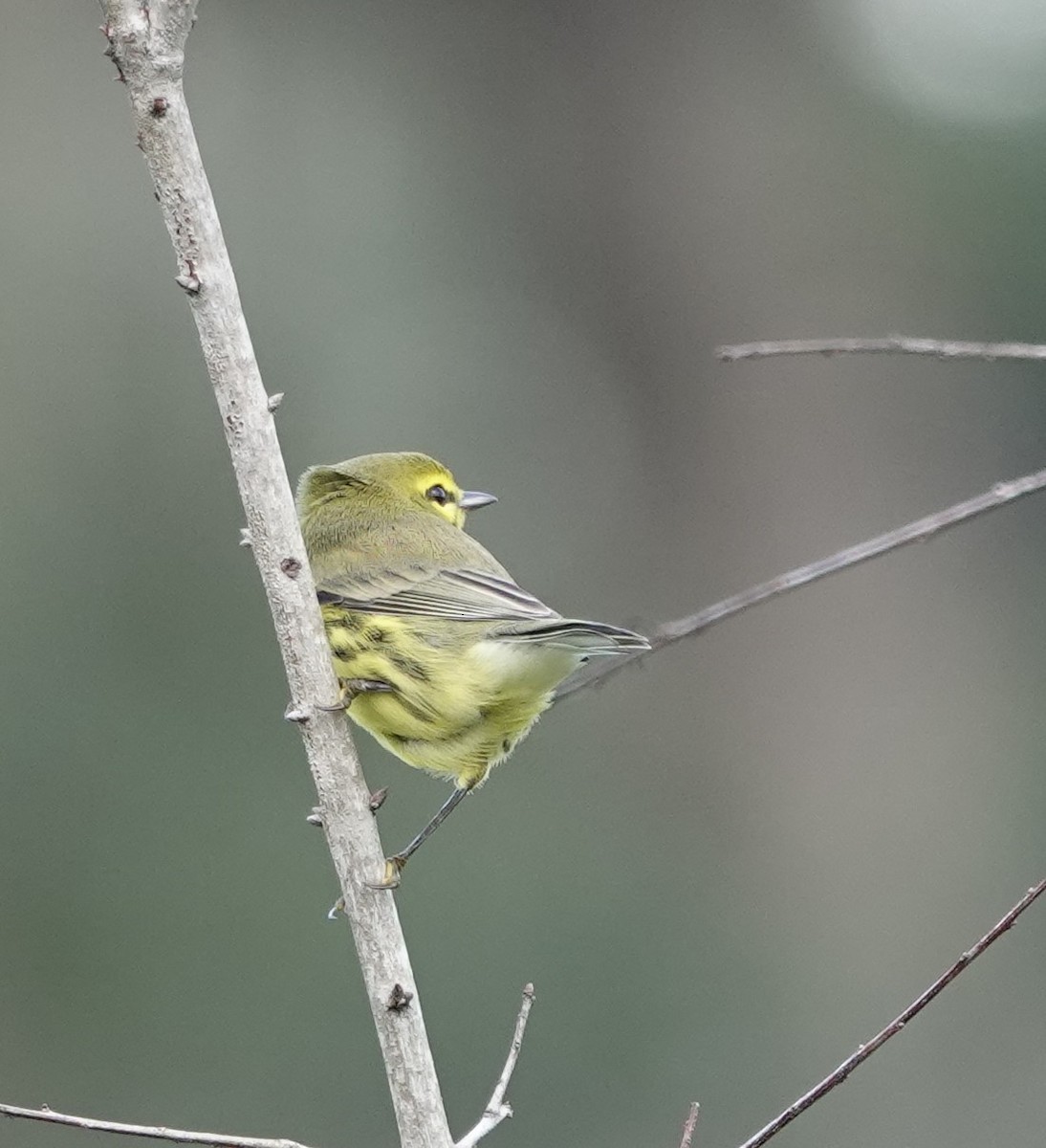 Prairie Warbler - ML624227541