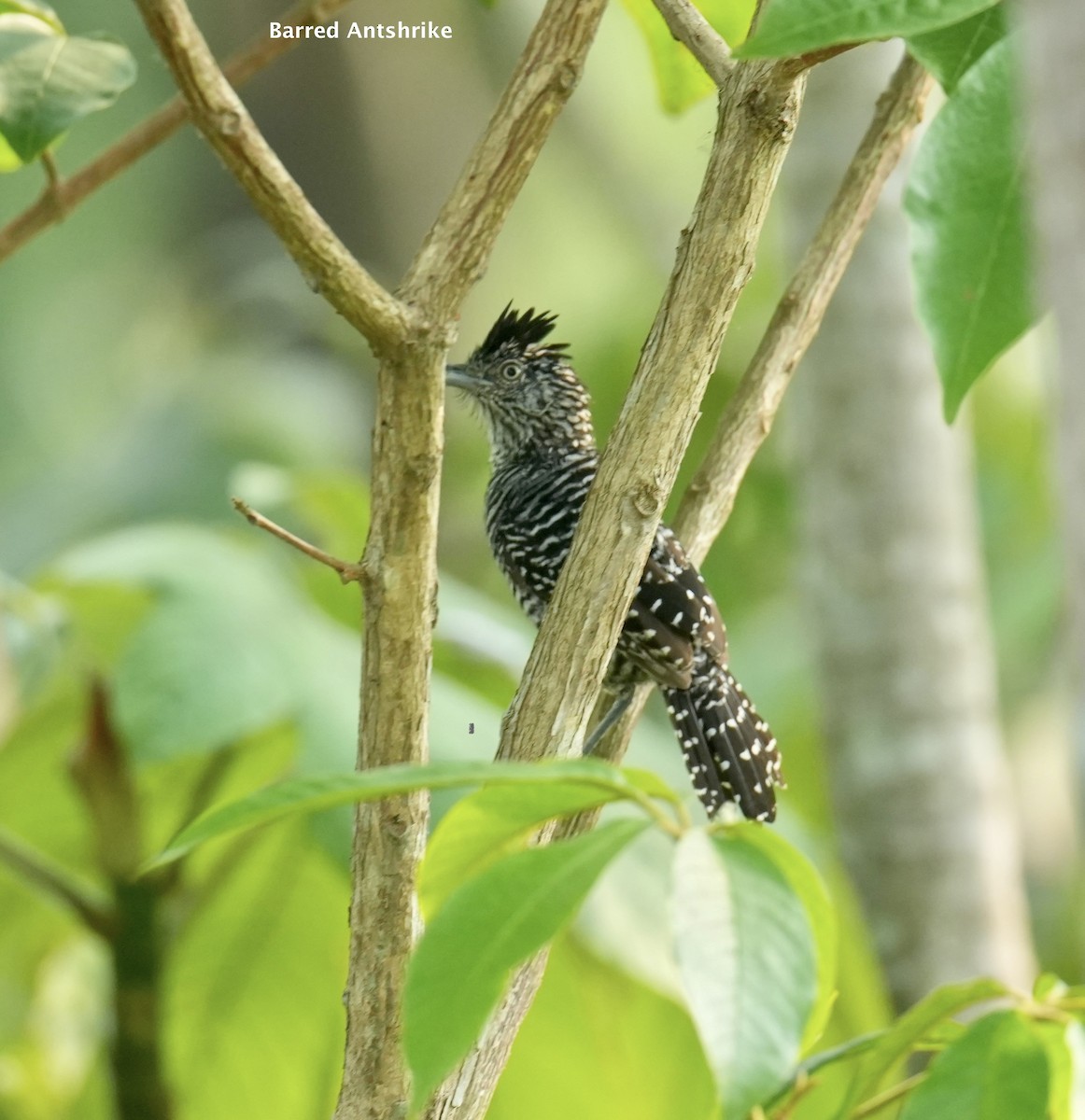 Barred Antshrike - ML624227547