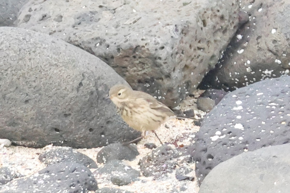 American Pipit - ML624227548