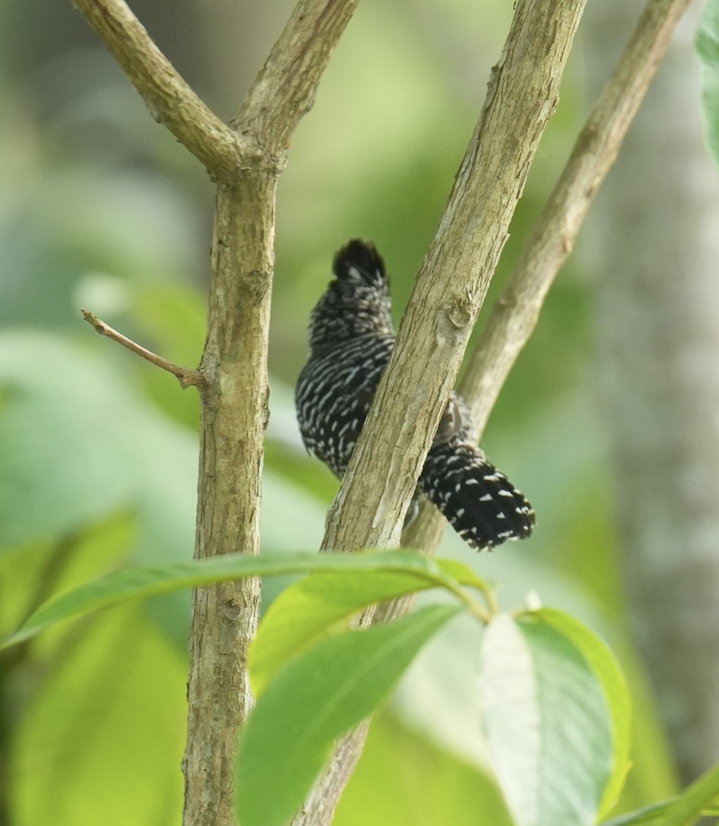 Barred Antshrike - ML624227549