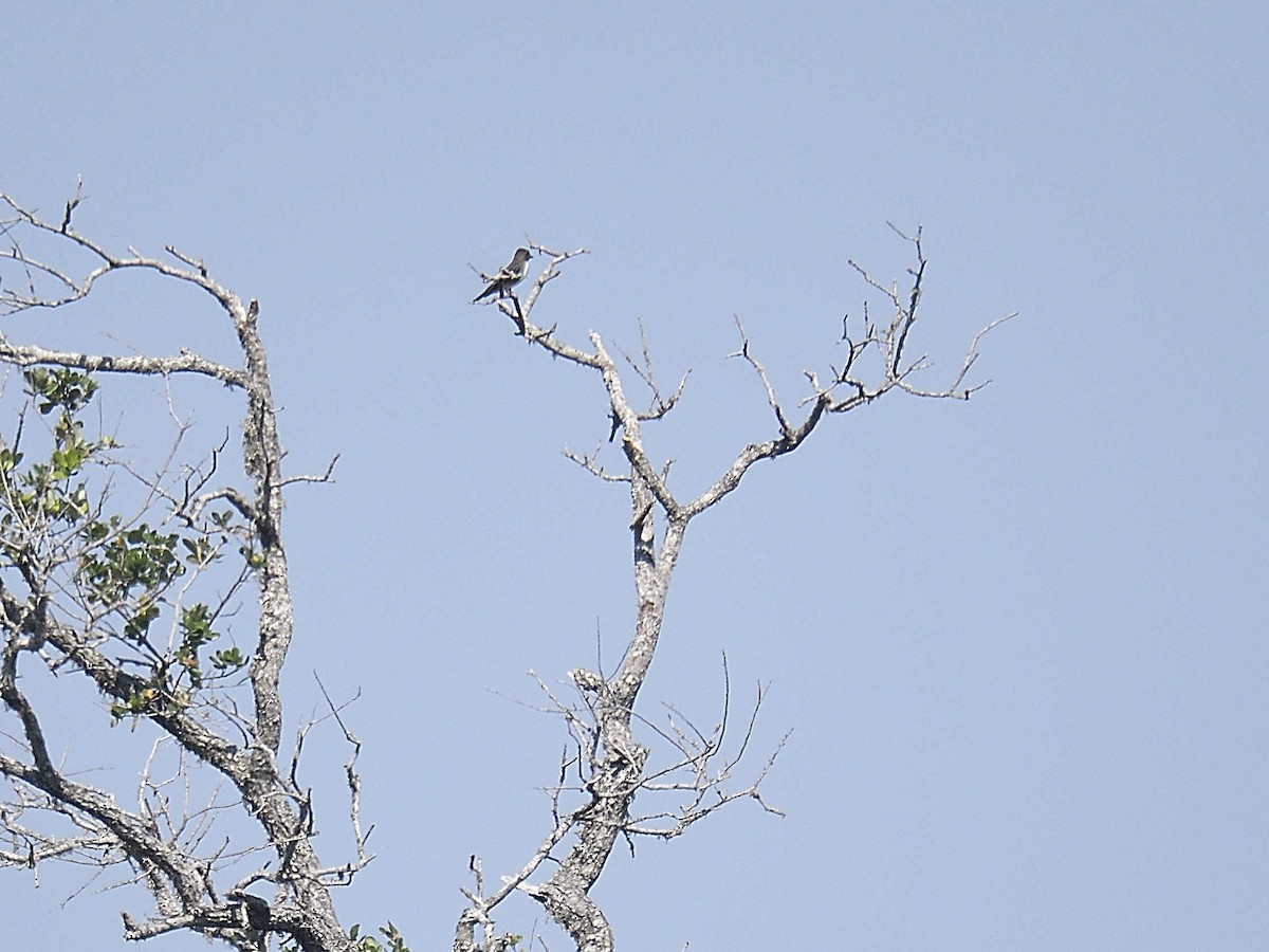 Olive-sided Flycatcher - ML624227550