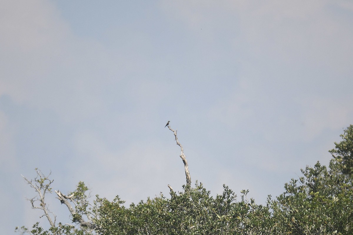 Olive-sided Flycatcher - ML624227551